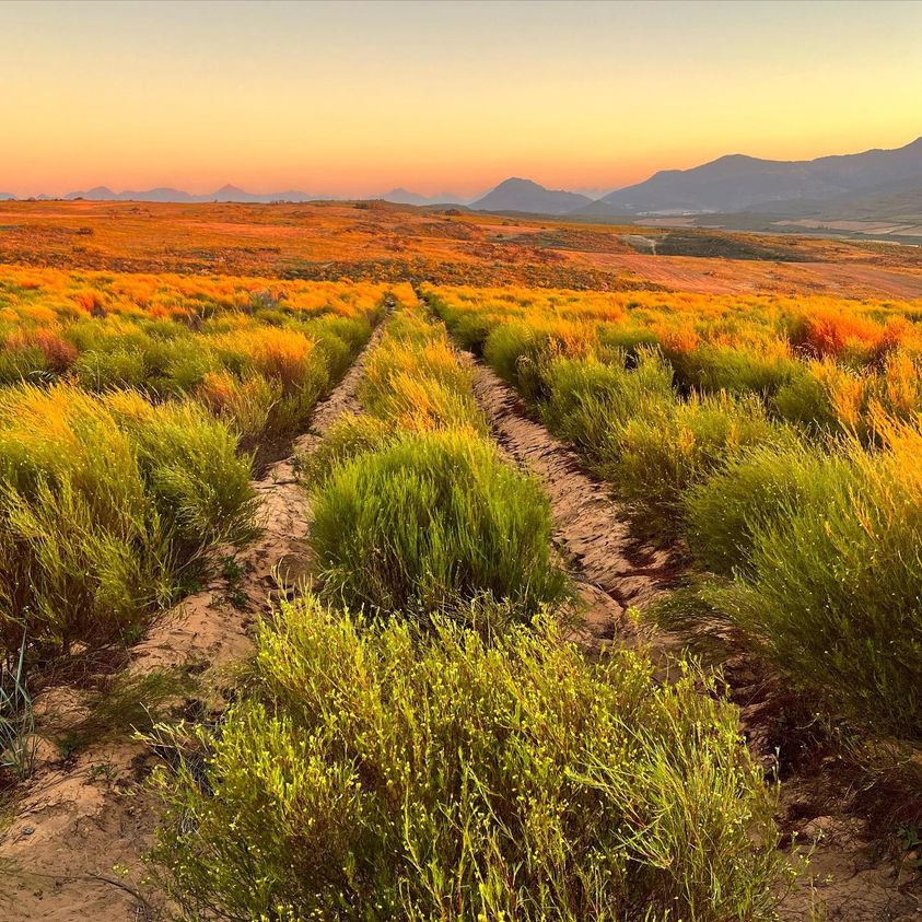 Rooibos in Space School Participation