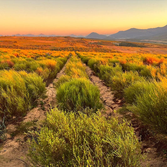Rooibos in Space! Inviting schools to participate